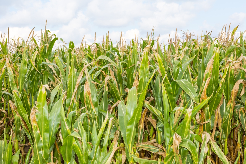 Corn Crop Grown With Wollastonite Ontario