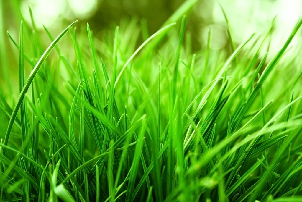 Healthy Grass