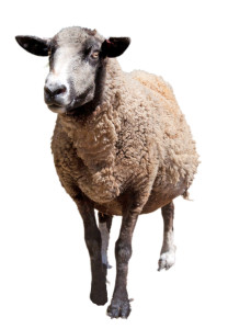 Sheep Wollastonite