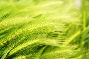 Wheat Growing in Wollastonite